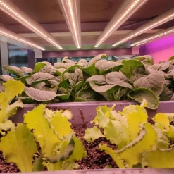 5 Modes Indoor Led Grow Light USB Timer Phyto Lamp Plants Dimmable LED Lamp Phytolamps Hydroponics Growing Lamps