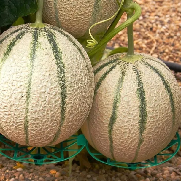 10 Pack Plant Melon Supports Cages Cradles Trellis for Watermelon, Cantaloupe, Pumpkins, Strawberries - Avoid Ground Rot - Reusable (Round Watermelon Support)