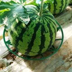 10 Pack Plant Melon Supports Cages Cradles Trellis for Watermelon, Cantaloupe, Pumpkins, Strawberries - Avoid Ground Rot - Reusable (Round Watermelon Support)