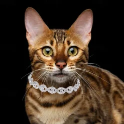 2 Pcs Necklace for Small Dog Pet Jewelry Dog Necklace Faux Pearl Dog Collar Beaded Dog Collar for Cat Puppy Kitten Chihuahua Yorkie Girl Costume Outfits Accessories