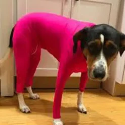 Dog Cat Coat Fashion Cute Winter Breathable Soft Washable Comfortable Outdoor Casual Daily Dog Clothing for Bichon Frise Pomeranian Baby Pet Papillon