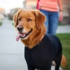 Dog Cat Coat Fashion Cute Winter Breathable Soft Washable Comfortable Outdoor Casual Daily Dog Clothing for Bichon Frise Pomeranian Baby Pet Papillon