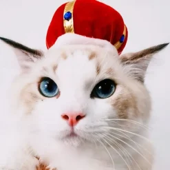 Dog Cat Dog Bandana & Dog Hat Party Funny Winter Breathable Soft Washable Comfortable Party Halloween Casual Daily Festival Dog Clothing for Bichon Frise Pomeranian Baby Pet Papillon Small