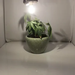 G9 LED Corn Light 220V SMD 2835 Bulb Spotlight for Chandelier Replace 30W 40W 50W Halogen Lamp 14 LEDs 4pcs