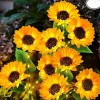 3-in-1 Sunflower Lights Solar Outdoor LED Courtyard Park Decoration Sunflower Ground Insertion Atmosphere Light Lawn Imitation Floor Lamp Lawn Lamp