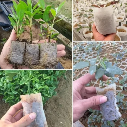 100pcs Nursery Growing Bags, Non-Woven Fabric Seedlings Grow Bag For High Seedling Survival Rate, Plant Bags For Planting, Garden Seed Starters Pouch