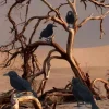 3pcs Realistic Black Crow Feather Halloween Decoration Props Set - Spooky Indoor and Outdoor Decor