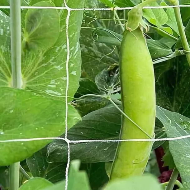 Plant Trellis Netting, Heavy-Duty Polyester Grow Net, Garden Trellis Netting with Square Mesh for Climbing Plants, Vegetables, Fruits, and Flowers