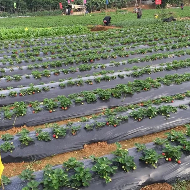 Plastic Film With Planting Holes, Garden Weed Control Barrier Film Mulching Breathable Gardening Farming Landscape Sheeting For Moisture Temperature Maintaining