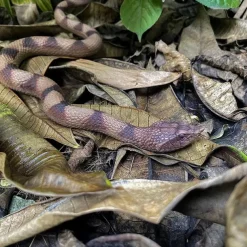 Realistic Snake Toy Rubber Snake Figure for Halloween Prank PropsLifelike Rubber Snakes Boa Constrictor FigurinesScare Birds Garden PropsPlastic Python Model Prank Gag Gift for April Fool's Day