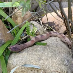 Realistic Snake Toy Rubber Snake Figure for Halloween Prank PropsLifelike Rubber Snakes Boa Constrictor FigurinesScare Birds Garden PropsPlastic Python Model Prank Gag Gift for April Fool's Day