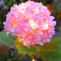 Simulation Hydrangea Solar Ground Lamp Outdoor Waterproof Garden Lawn LED Lights, Realistic LED Flowers Powered Decorative Ground Solar Flower Lights for Lawn Decoration Yard Backyard Decor Gift