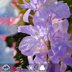 Solar Lights Outdoor Garden Decor Solar Powered Violet Lights Flower Stake Waterproof Solar Flower Lights for Garden Corridor Yard Lawn Patio Pathway Balcony Pool Wedding Decorative